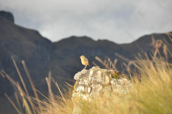 Um dos milhares de pássaros do Parque Nacional Cajas, na região de Cuenca, no Equador